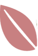 Dessin d'une feuille rose